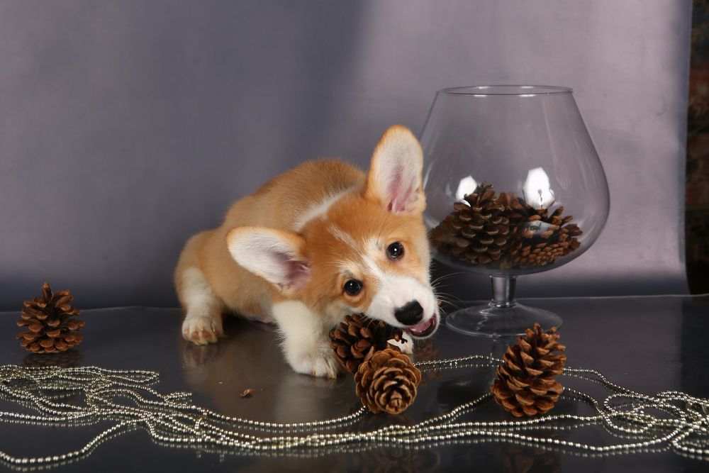 Дівчинка вельш коргі пемброк_Блонда