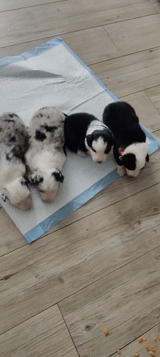 Border Collie piesek czarno biały