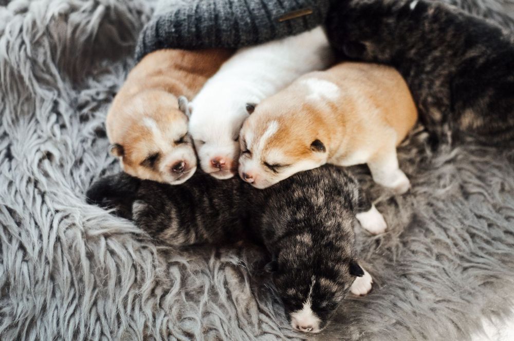 Хлопець та дівчатка Акіта іну