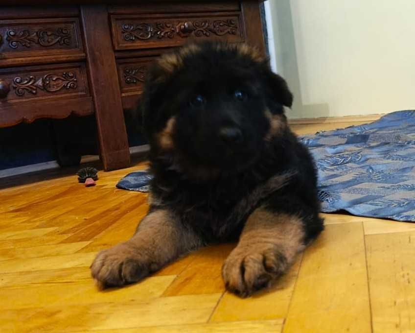 Owczarek niemiecki FCI długowłosy suczka