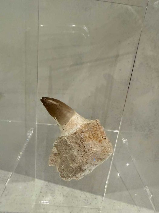 Prawdziwe zęby dinozaura Mosasaur Mozozaur Gigant