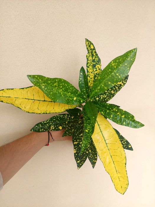 Planta Croton verde/amarelo