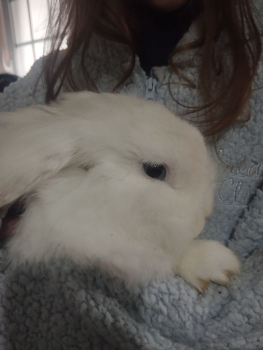 Coelhos de estimação