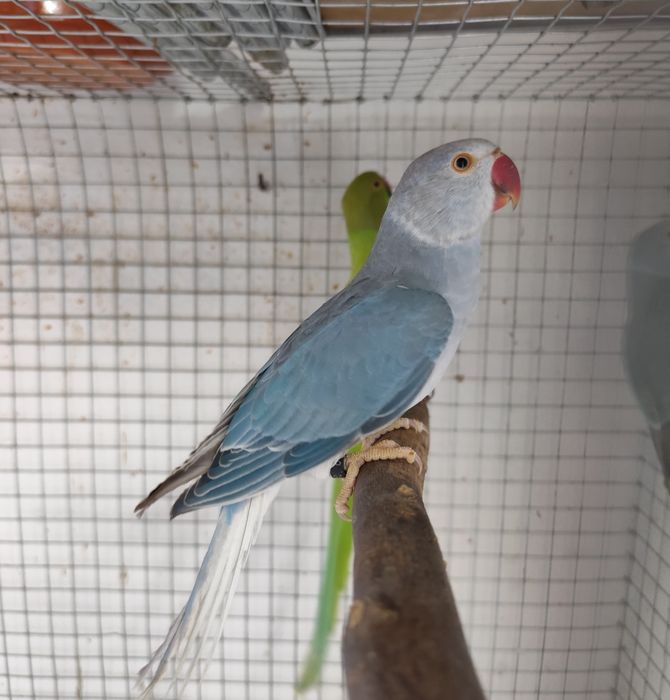 Macho cobalto cc // opalino