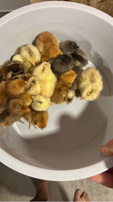 VEVOR Incubadora de ovos com Viragem automática para 48 ovos