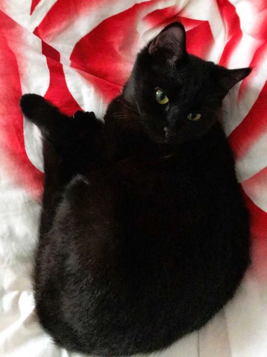 Молодая стерилизованная кошечка