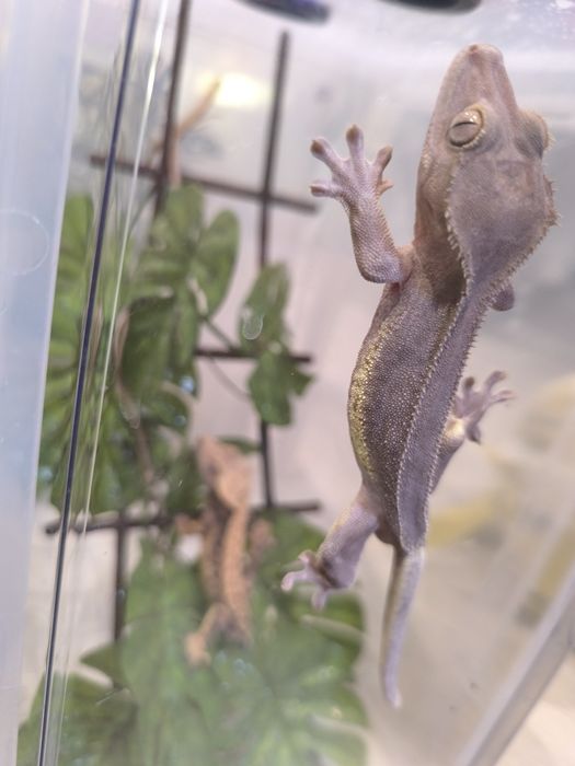 Gekon orzęsiony samiec