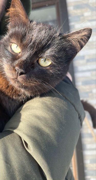 отдам котят в хорошие  руки