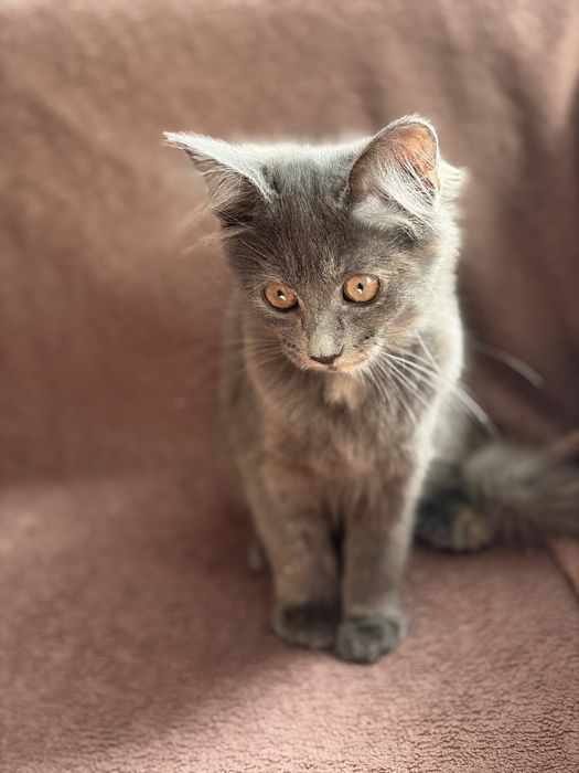 Отдам котенка в добрые руки