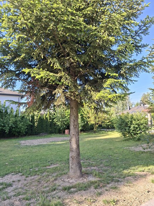 Działka budowlana. Sławin (Skowronkowa) 1150 m² - Widok 3
