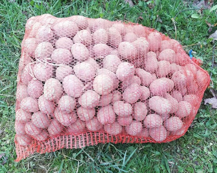 Ziemniaki sadzeniaki - Atole, Bellarosa