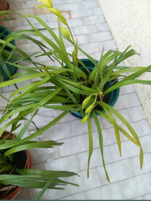 Orquideas amarelas muito resistentes de exterior