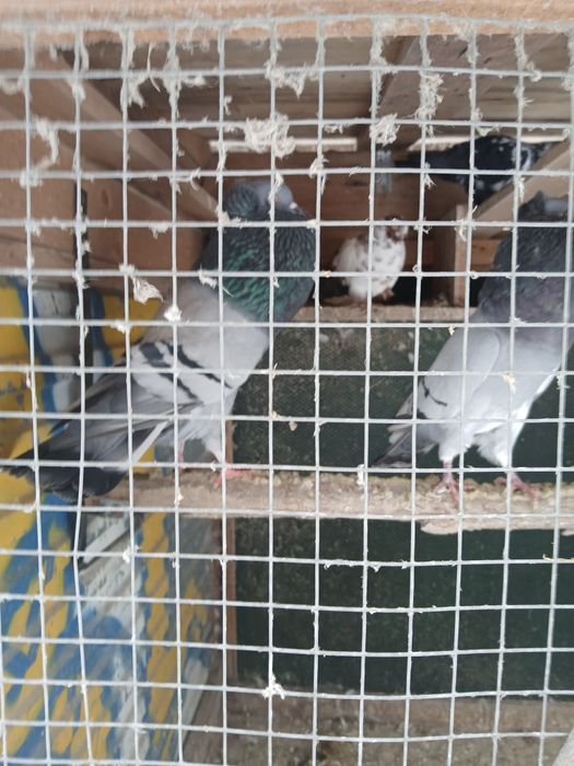 Gołębnik ogrodowy wraz z gołębiami ozdobnymi