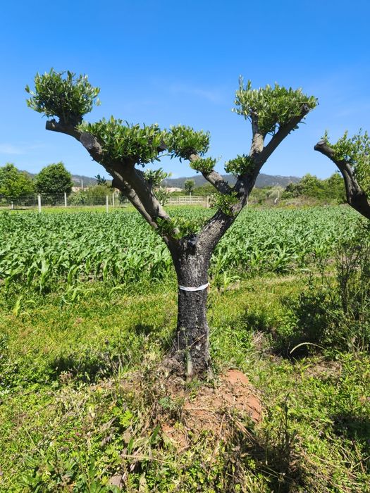 Oliveiras Ornamentais