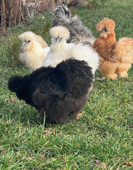 Jajka lęgowe siłka USA jedwabiste lub satyna