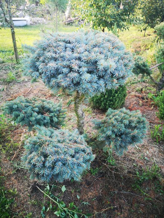 Bonsai różne wielkości, wysokości