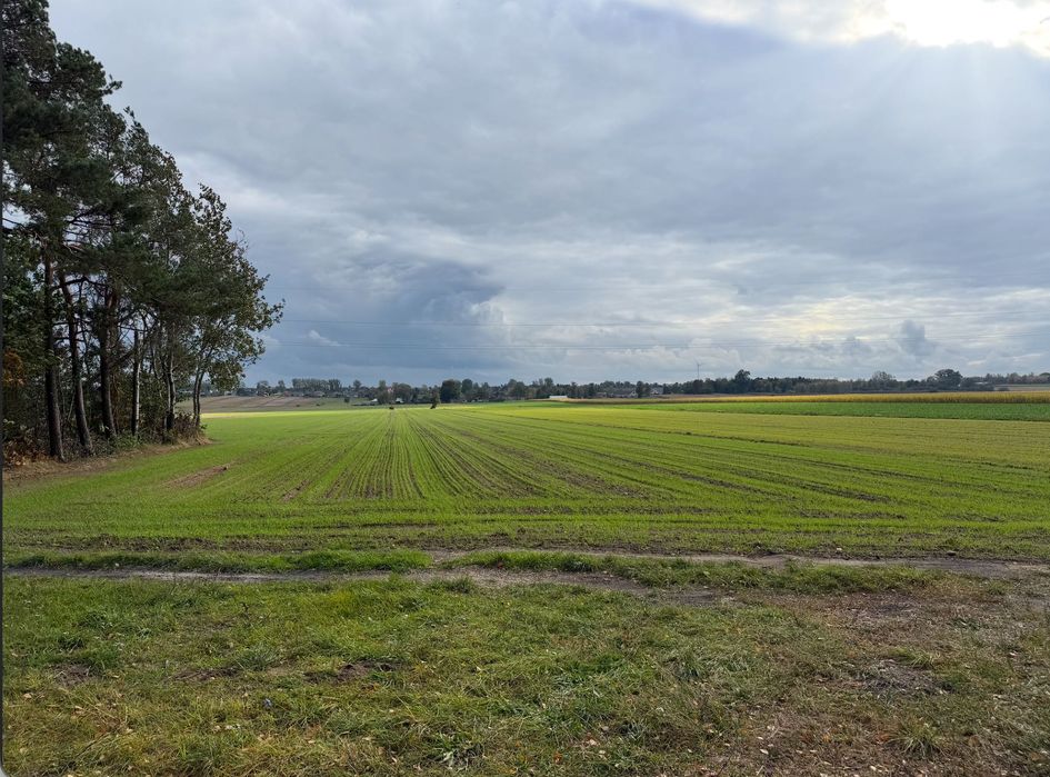 Działka siedliskowa MPZP Drzewce Lipce Reymontowskie. Plan ogólny przeznaczenie pod farmę PV