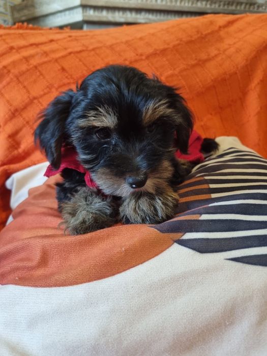 Yorkshire terrier femea xcelente