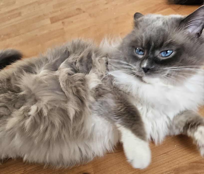 Ragdoll Krycie Kocur