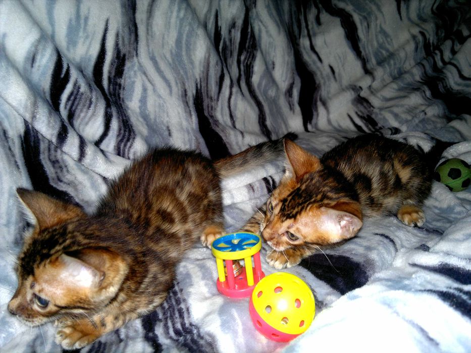 ТОРГ! Леопардові бенгалятка - няшні комочки щастя. Всі в розетку