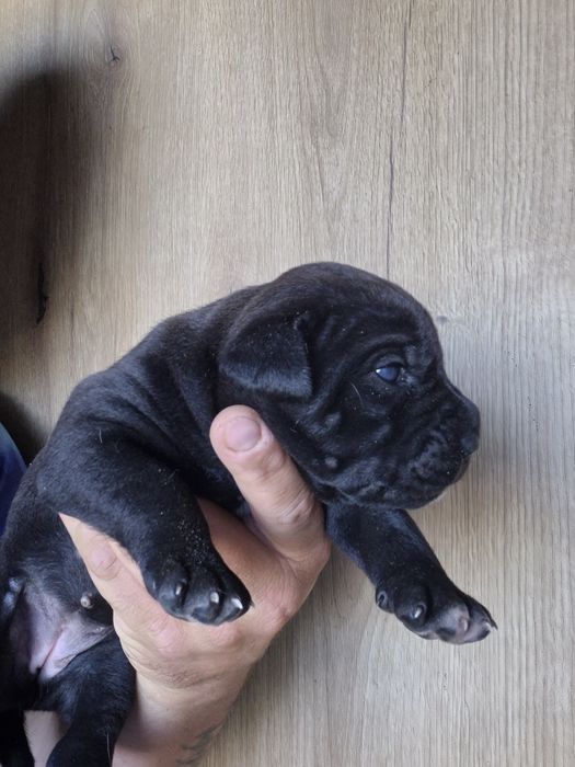 Czarny Szczeniak Cane Corso szczeniaczek mocni rodzice, rodowód