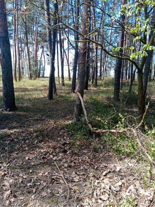 Działka budowlana z linią brzegową Jeziora Wolskiego - Wiewiórczyn - View 5