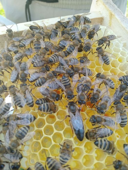 Карніка лінії Скленар 2026р.Бджоломатки.Матки Карніка. Матка