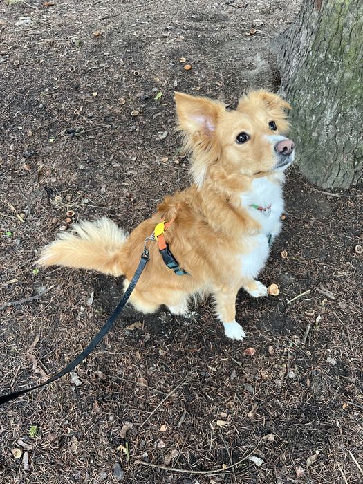 Вигул собак, няня для собаки, дог сіттер, dog sitter