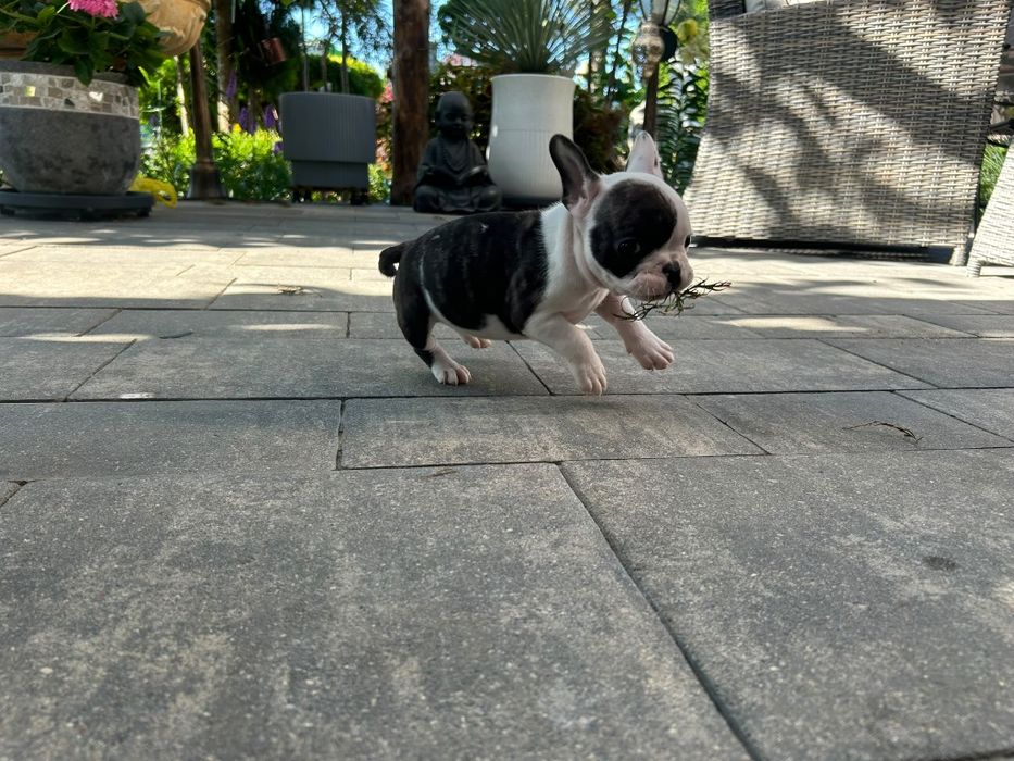 Buldog francuski - piesek