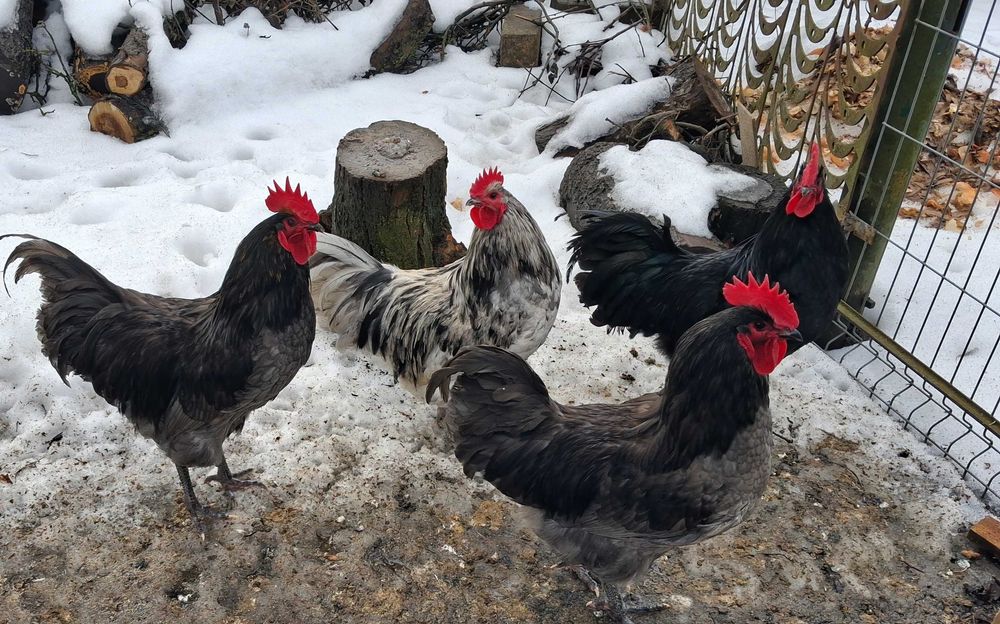 Australorp jaja lęgowe