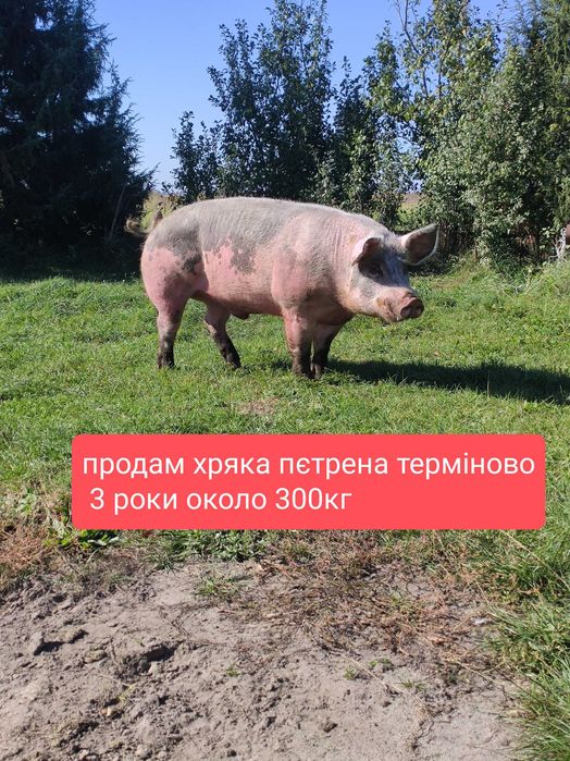 Продам хряка пєтрена