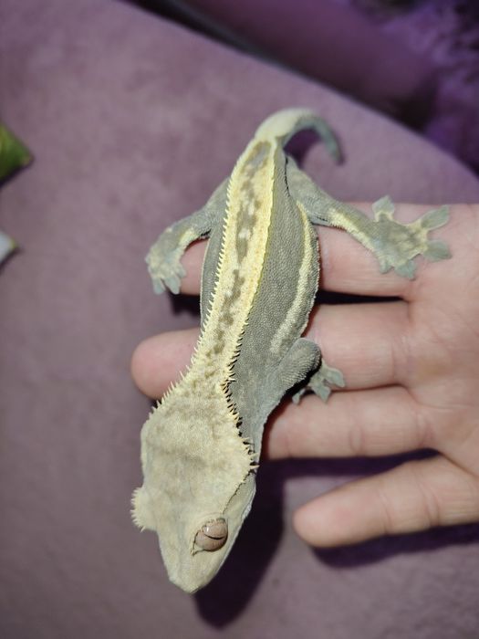 Gekon orzęsiony dorosły samiec