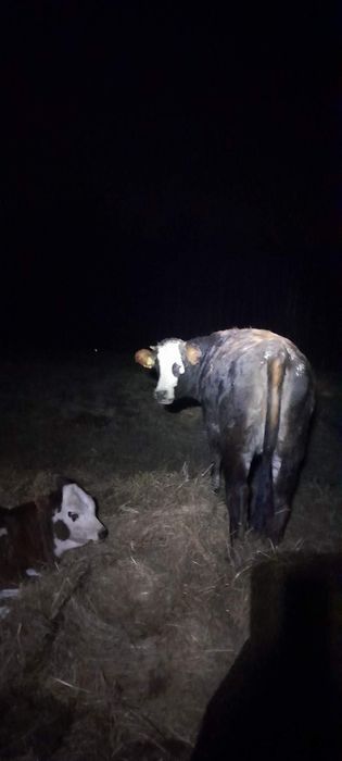 Jałówka krowa mloda