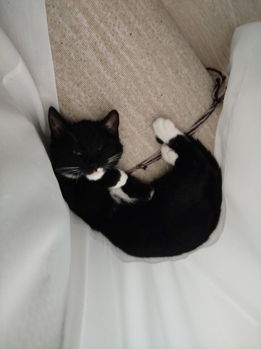 Śliczny kociak w czarnym gajerze