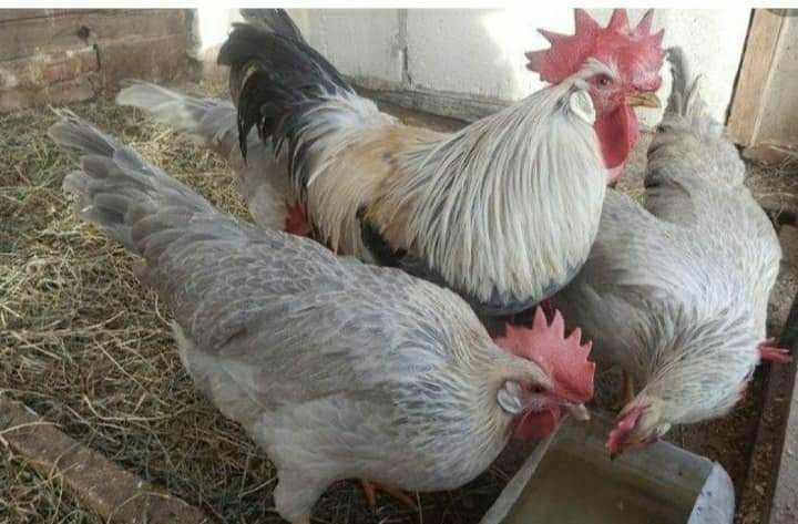 Яйця на інкубацію легорн Ізабелла