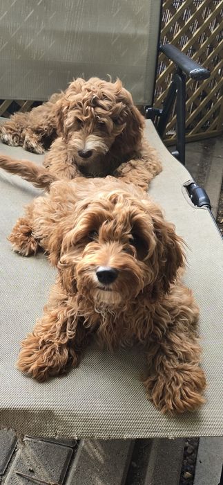 Cockapoo/ dziewczynka