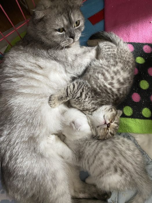 Котята шотландские вислоухие