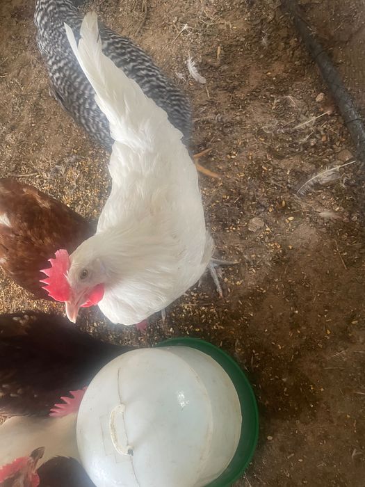 3 frangos leghorn 3 meses