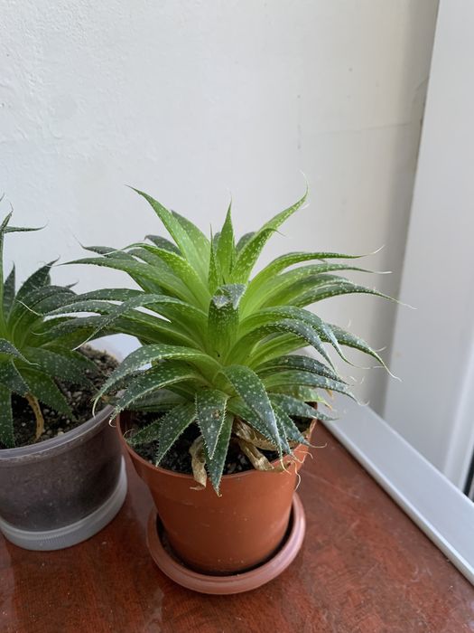 Хавортія сукулент