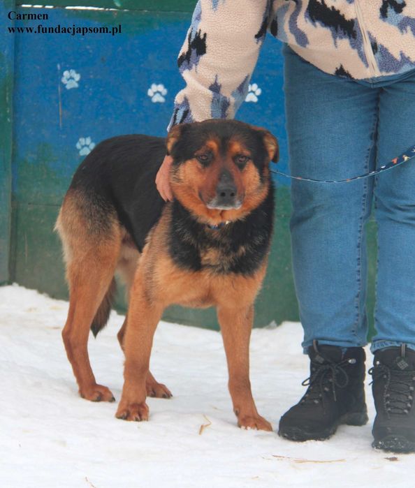 Carmen, super piesek szuka domku