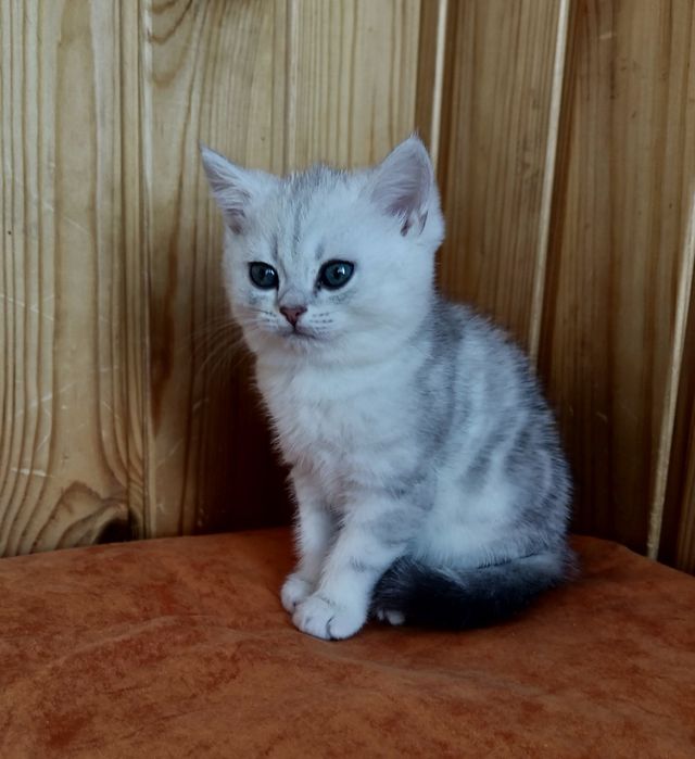 Ніжний біленький принц