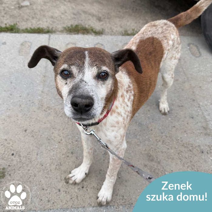Senior Zenek czeka na dom!
