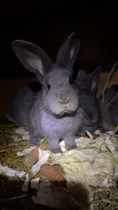 Sprzedam młode króliki!