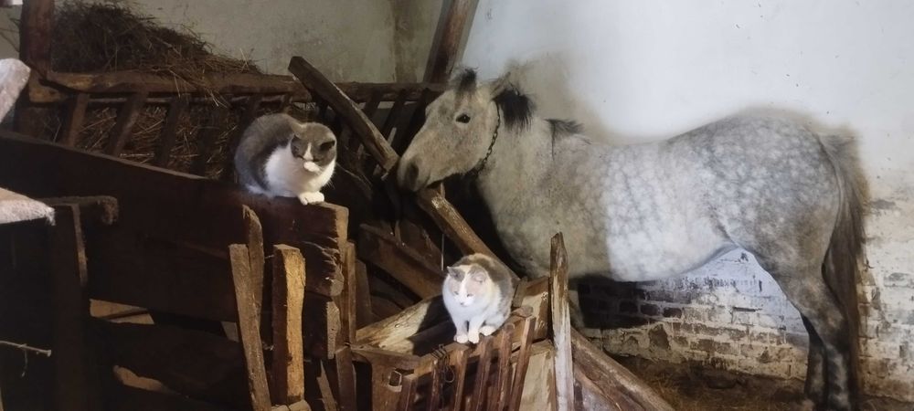 Продаеться кобила