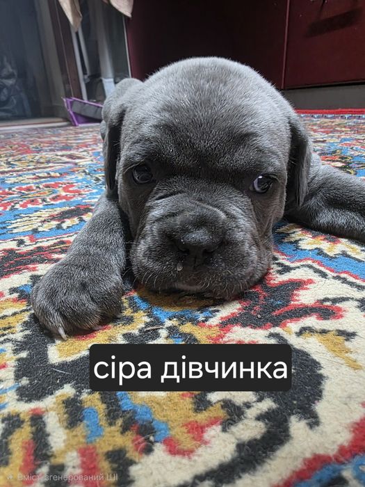 Цуценята кане корсо