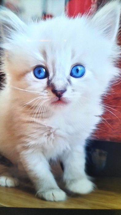 Розпродаж кошенят