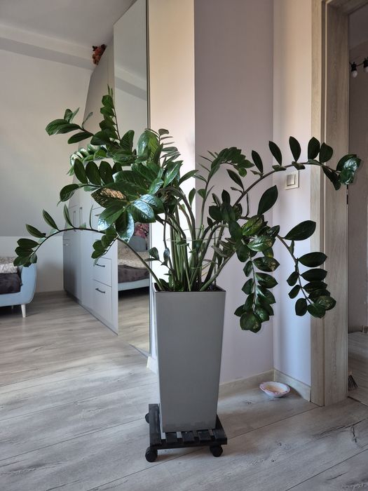 Duży 6-letni Zamiokulkas zamiolistny w eleganckiej donicy