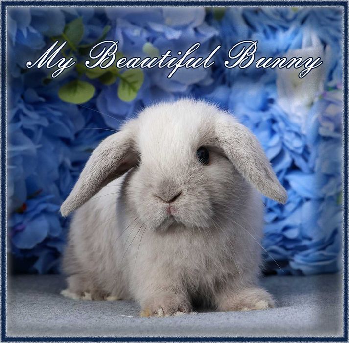 Młody Królik Mini Lop - Sallander