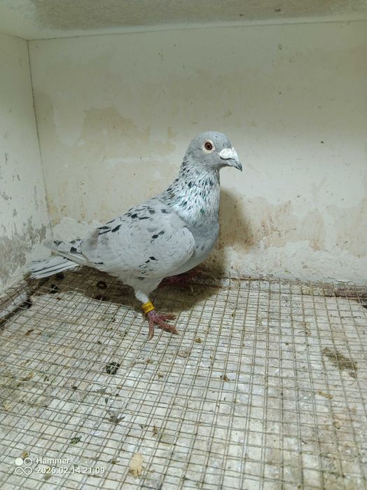 35.Gołębie pocztowe. Samiec Horst Bellinger DV 2019