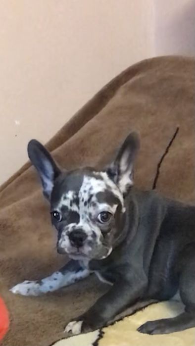 Французские бульдоги, голубые и мерле. Девочки и мальчики. Торг!